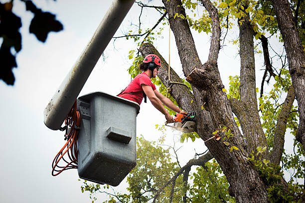 Best Leaf Removal  in Oakland, NJ